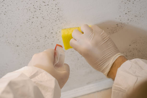 Best Forensic Mold Investigation  in Summerset, SD